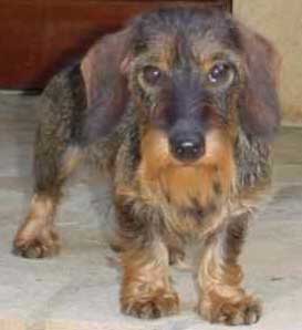 teckel poil dur mannerism