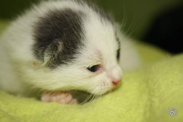 Mon nouveau chat 5641359202-1cc8583