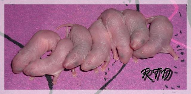 Zig-zag x RTR Panda, de jolies crevettes Les-dumbo-3--a2b41c