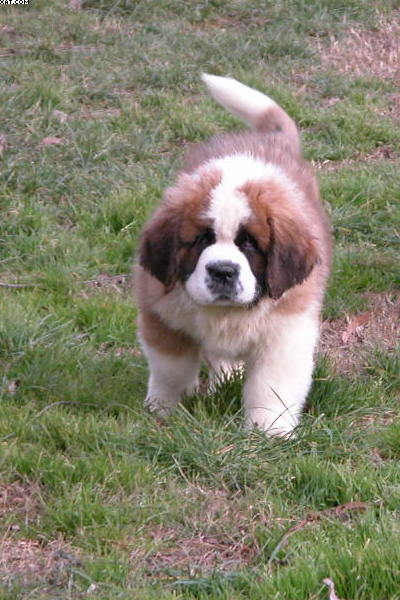 Chiot Saint Bernard