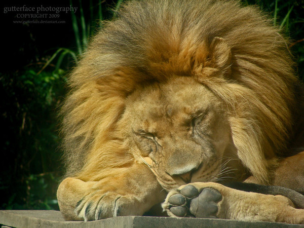 image-lion-endormi-fanfan