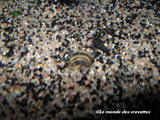 Mes Asolene spixi 20091026_1-148fd60